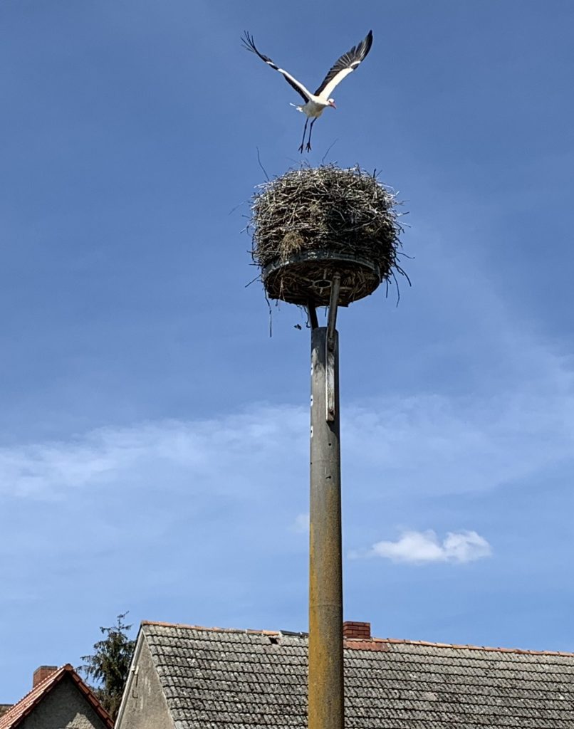 Das berühmte Storchennest in Platkow, jedes Jahr bewohnt