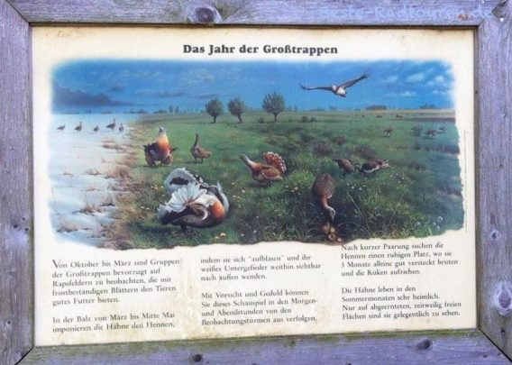 Schild in den Belziger Landschaftswiesen: "Das Jahr der Großtrappen"