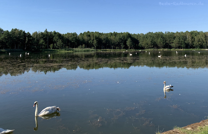 Teich im Naturschutzgebiet Innerer Unterspreewald im Biosphärenreservat Spreewald