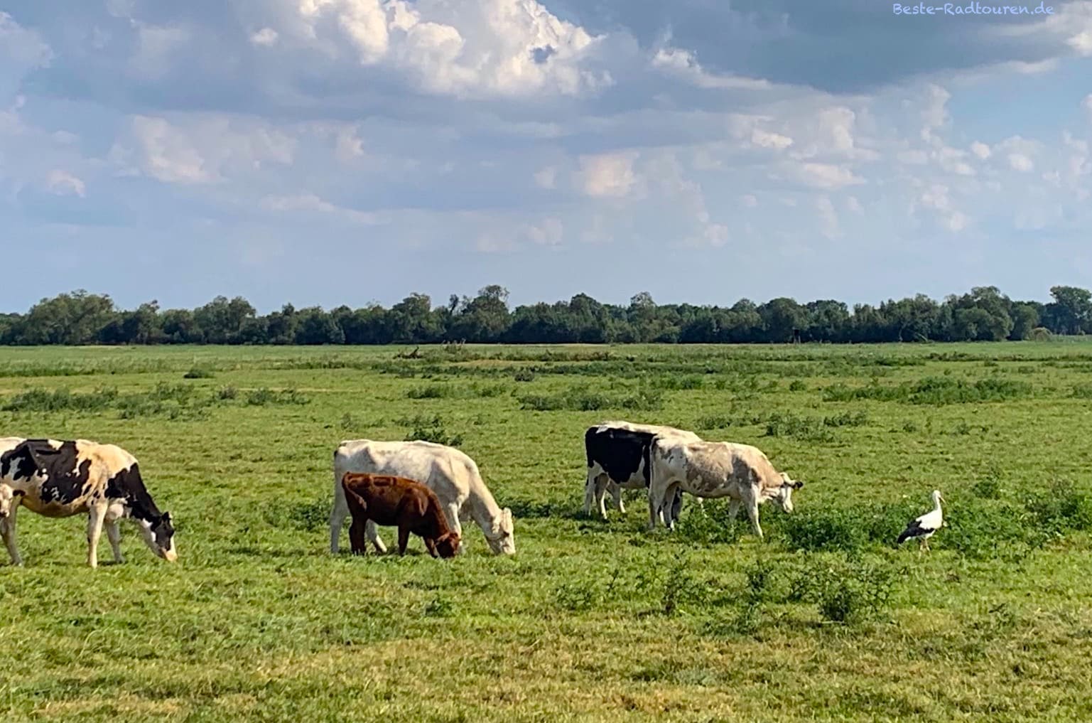 Foto vom Radweg: Auf einem Feld bei Warsow sind Kühe und Storch nebeneinander