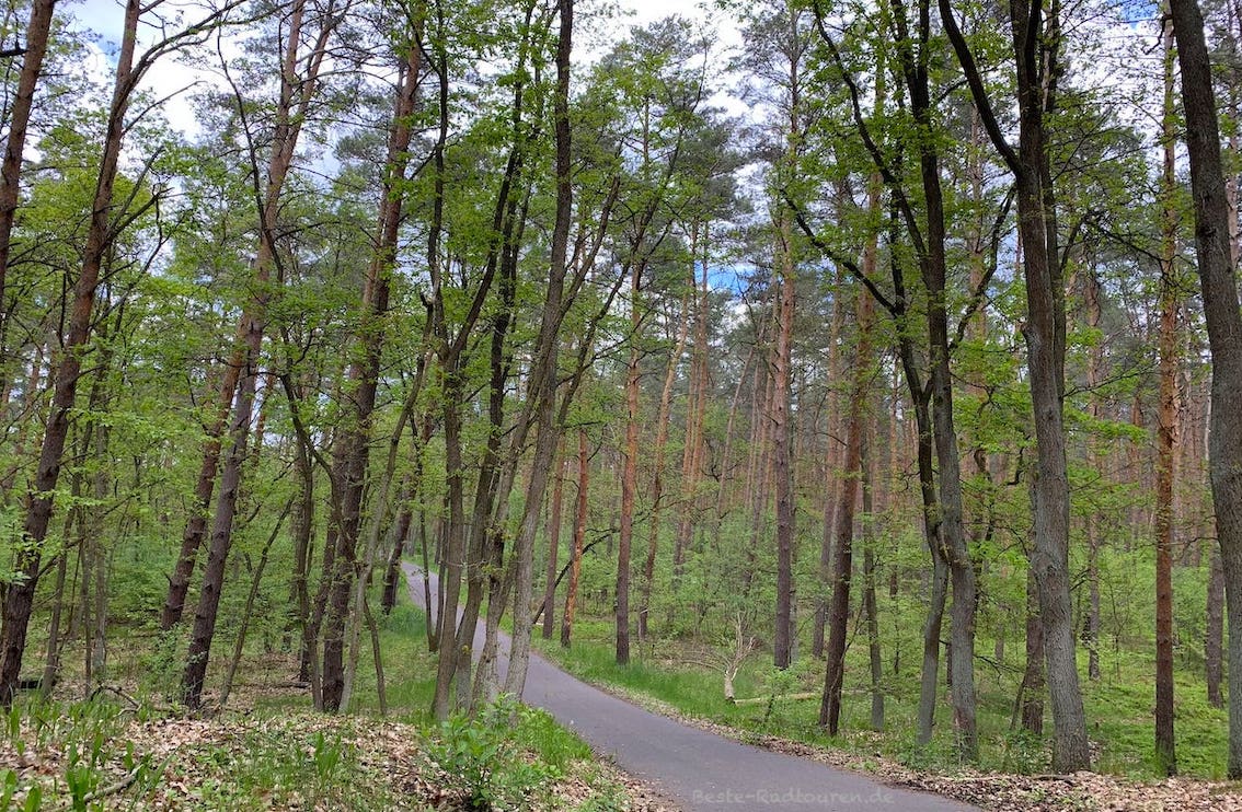Mauerweg-Radweg am Spandauer Forst: Lichter Wald