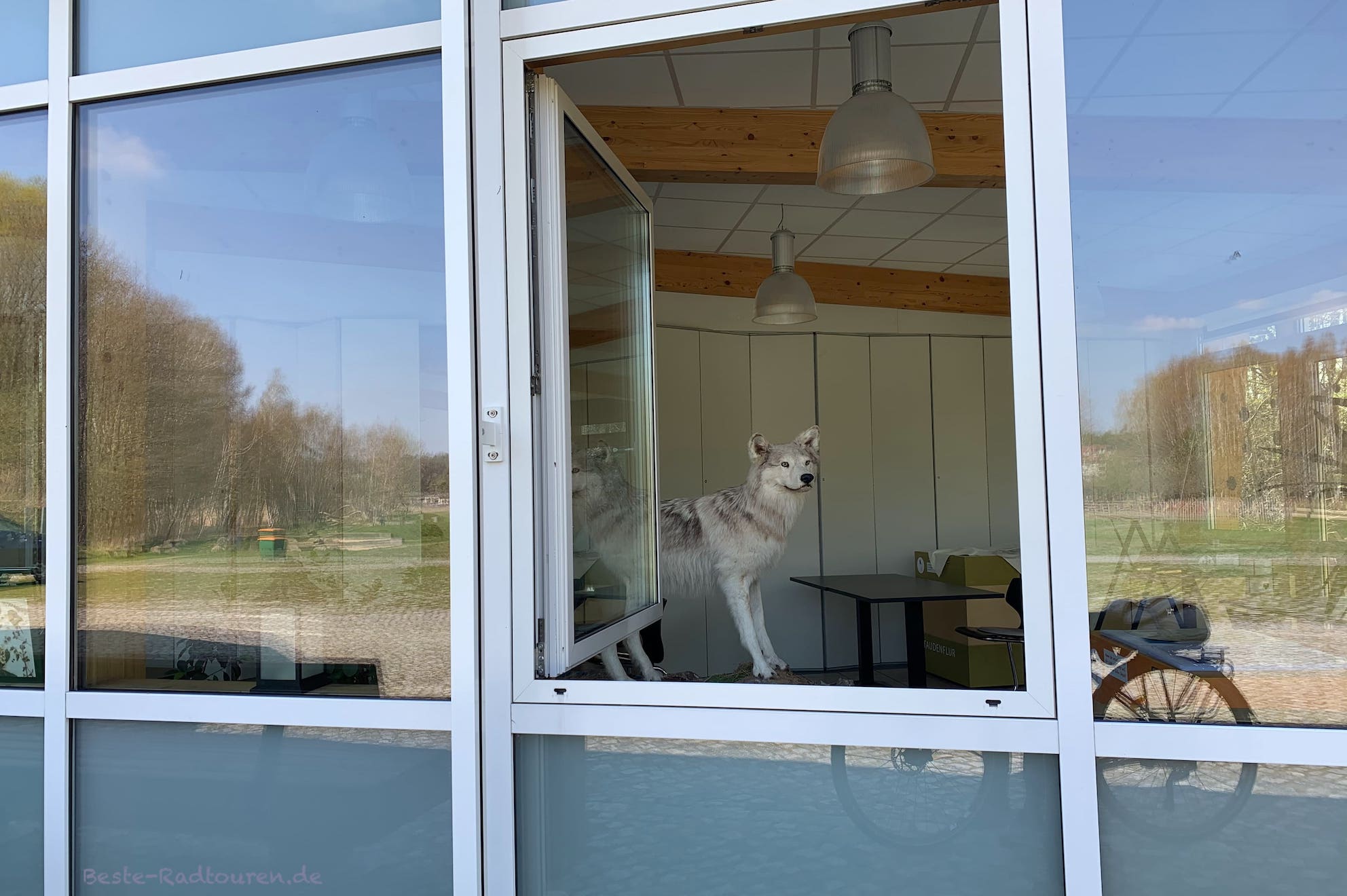 Foto durch das Fenster des Gebäudes vom "Naturparkzentrum am Wildgehege Glauer Tal", zu sehen ist ein ausgestopfter Wolf