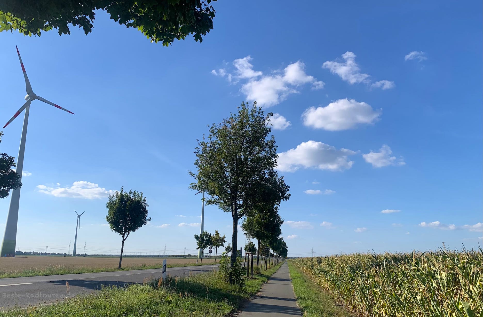 Radweg zwischen Bobbau und Dessau an der B184, Foto vom Süden her