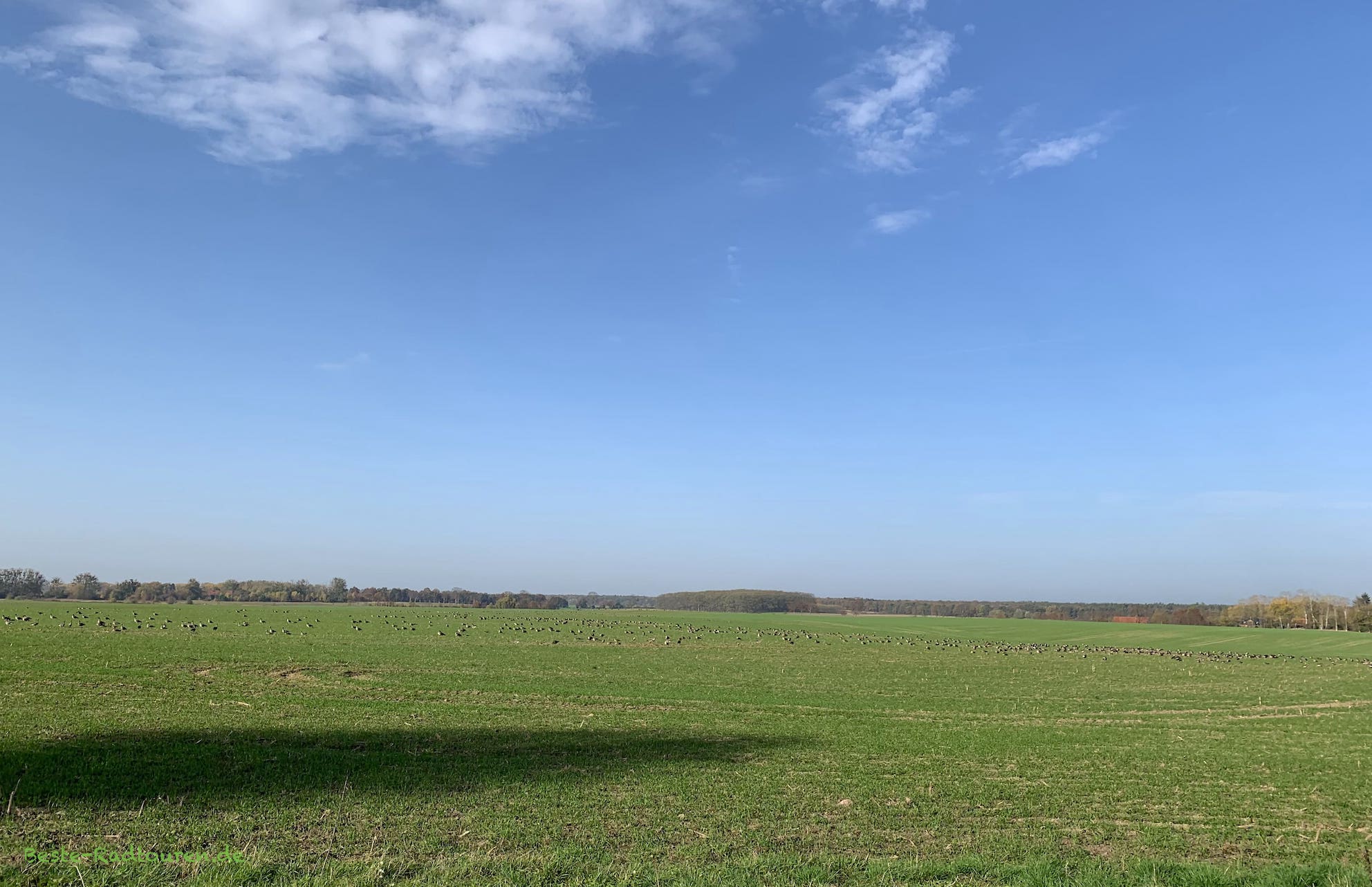 Tausende Gänse auf einem Feld bei Kruge (Märkisch Oderland)