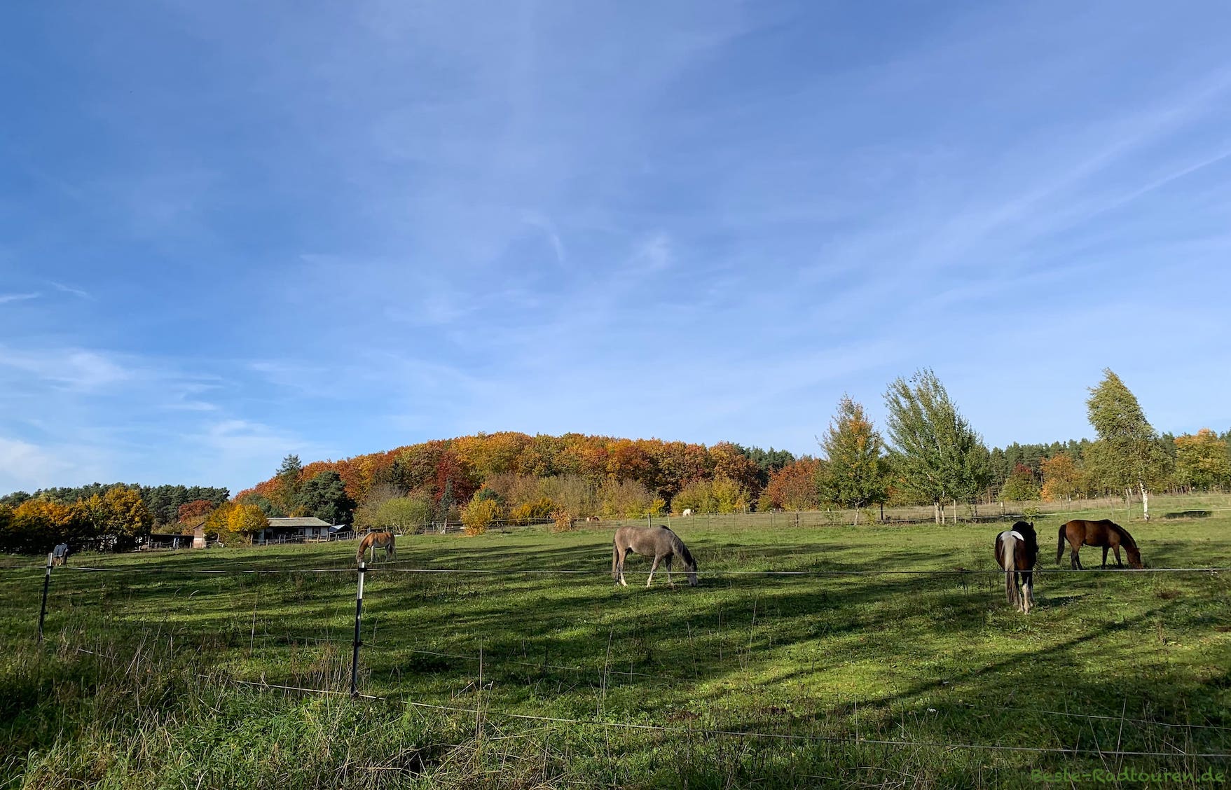 Pferdekoppel in Landschaft bei Rüdnitz (Biesenthal-Barnim)