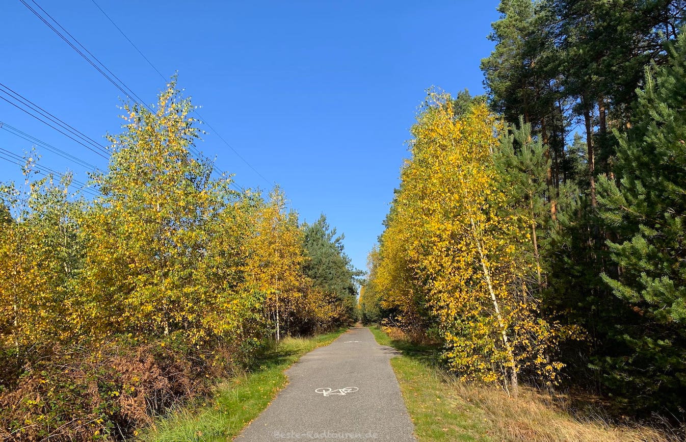Foto vom LÖL-Radweg aus: Radstraße durch Wald nördlich von Malz