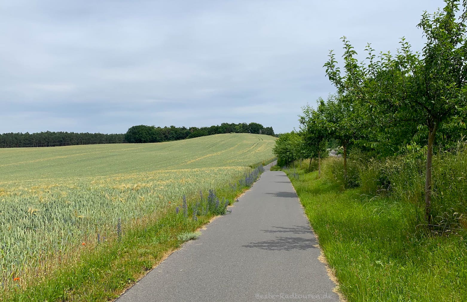 Foto vom Radwanderweg Spur der Steine und Naturparktour aus: Radweg zwischen Boitzenburg und Hardenbeck