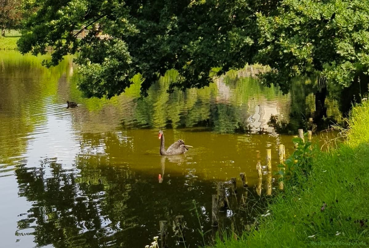 Schwarzer Schwan im Teich im Schlosspark Wiesenburg