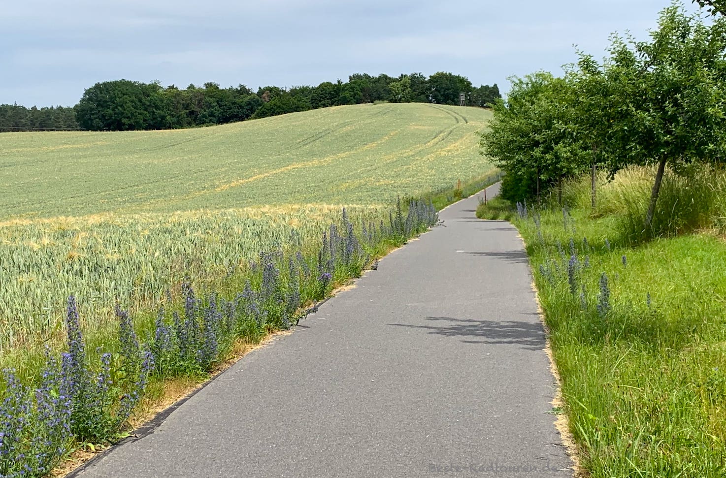 Foto von der Naturpark-Tour aus: Uckermark-Radweg zwischen Boitzenburg und Hardenbeck