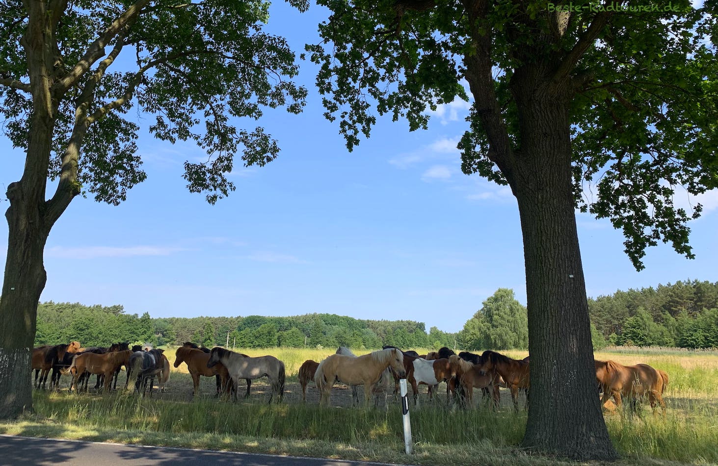 Foto vom Radweg aus: Pferdekoppel zwischen Dobbrikow und Hennickendorf