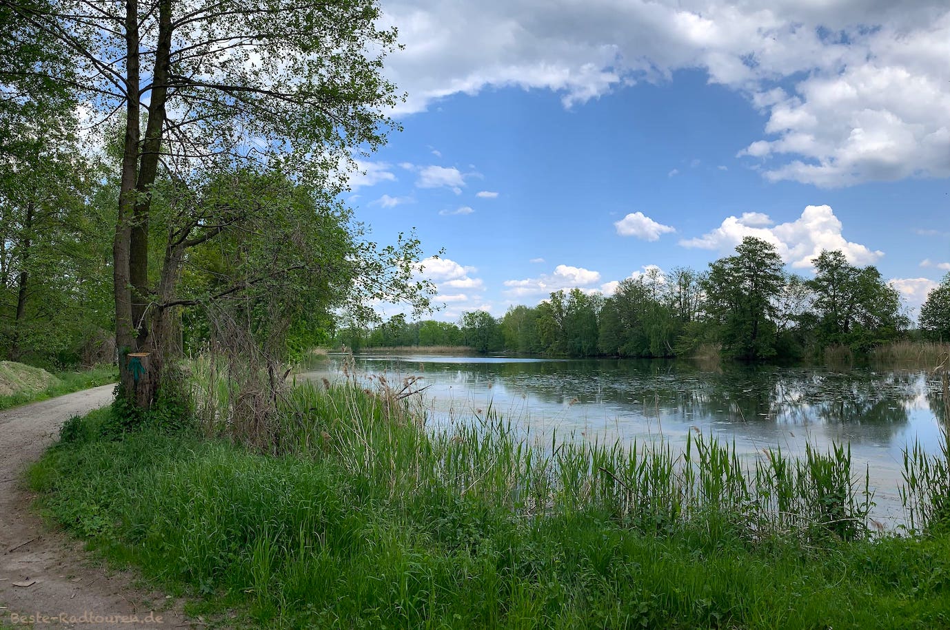 Foto vom Radweg aus: Samenteich im Glinziger Teich- und Wiesengebiet
