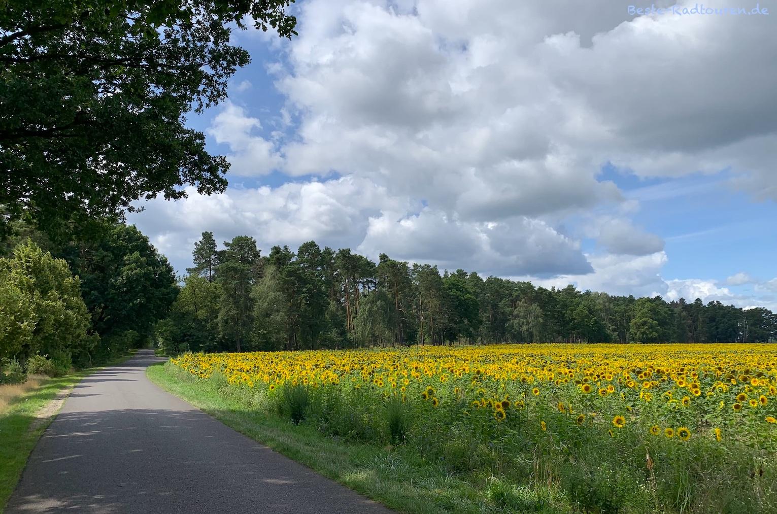 Foto vom Gurkenradweg aus: Radweg zwischen Groß Leuthen und Krugau