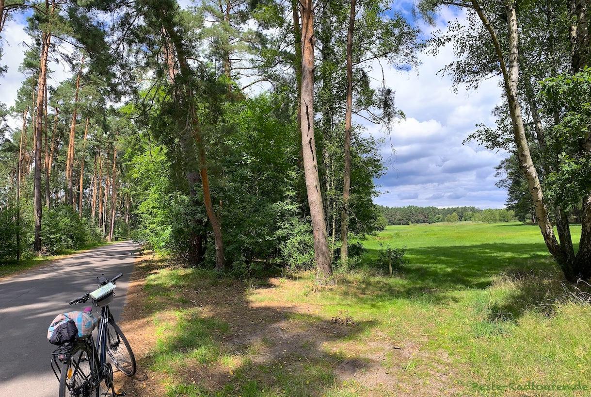 Foto vom Spreeradweg und Gurkenradweg aus: Fahrradstraße zwischen Alt-Schadow und Forsthaus Tschinka