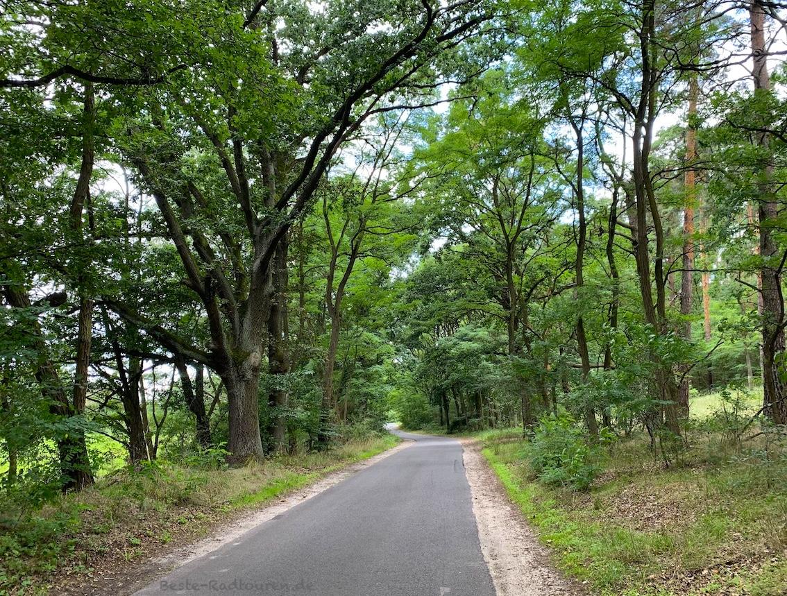 Foto vom Gurkenradweg und Spreeradweg aus: Fahrradstraße von Pretschen nach Alt-Schadow