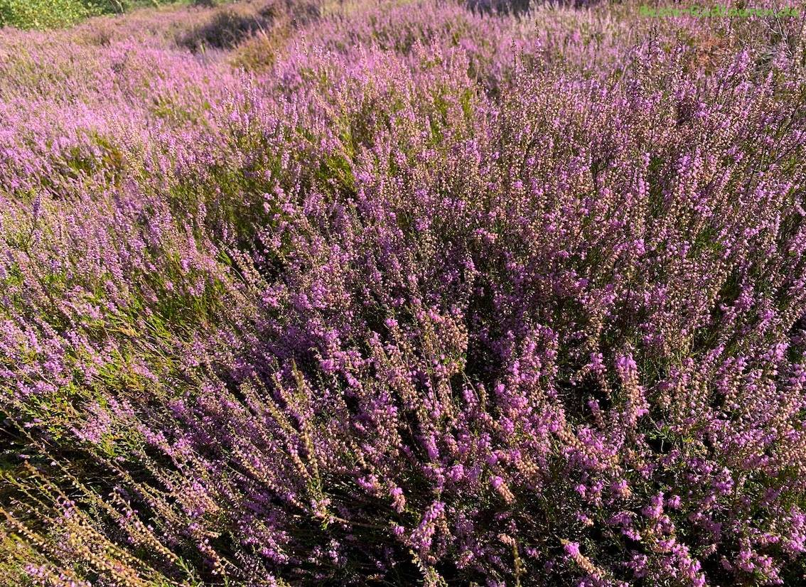 Foto vom Radweg durch die Reicherskreuzer Heide aus: Heidekraut (Calluna) zwischen Pinnow und Reicherskreuz