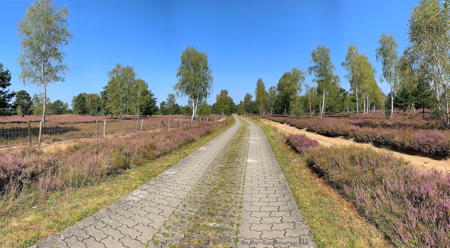 Foto vom Radweg durch die Reicherskreuzer Heide aus: Besenheide zwischen Pinnow und Reicherskreuz