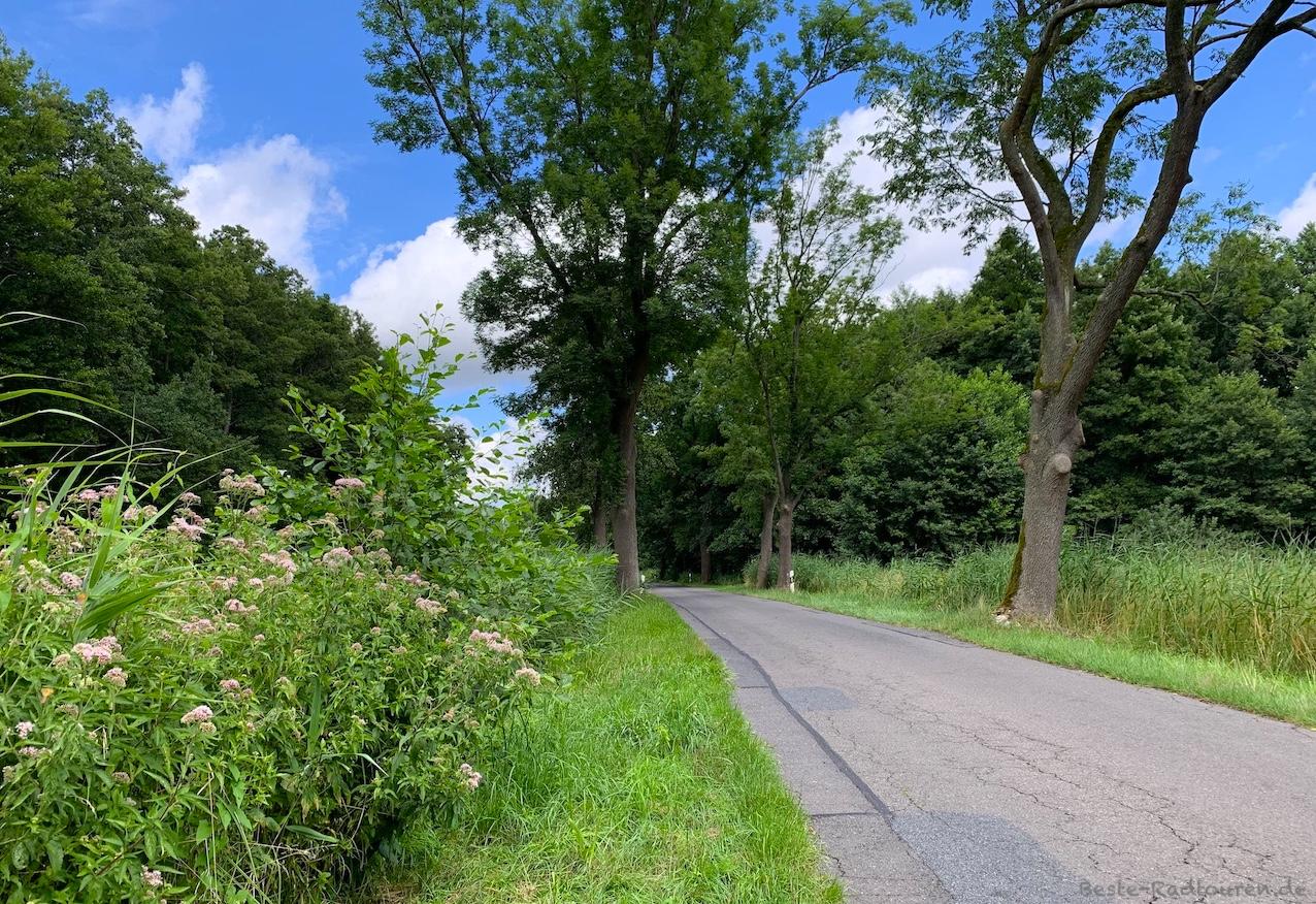 Foto vom Radweg am Schaplowsee aus: Sielmann Naturlandschaft Groß Schauener Seen, Wochowseer Weg, Pflanzen