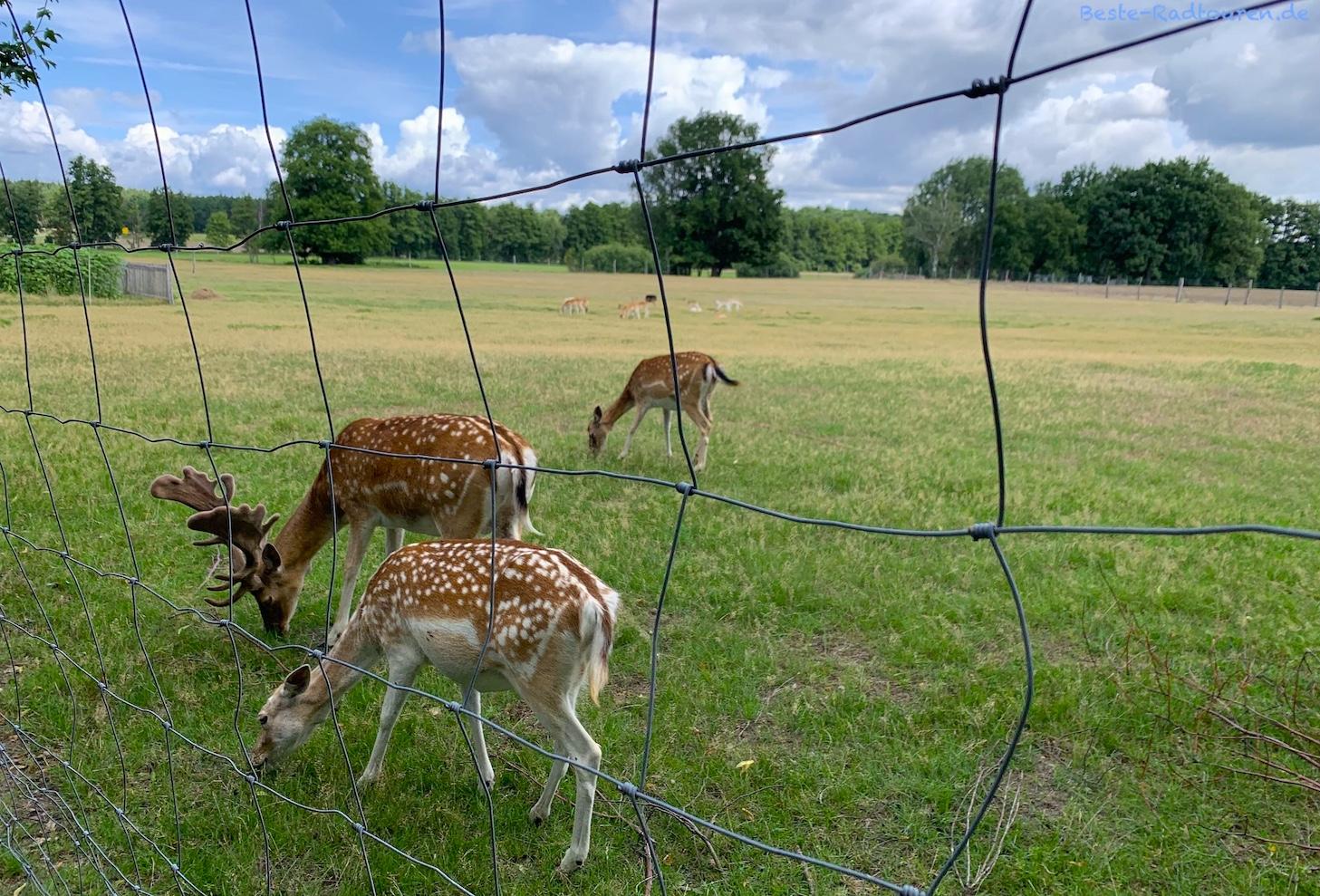 Foto vom Radweg aus: Wildgehege in / bei Dollgen (Märkische Heide), Damwild, Damhirsch und Weibchen