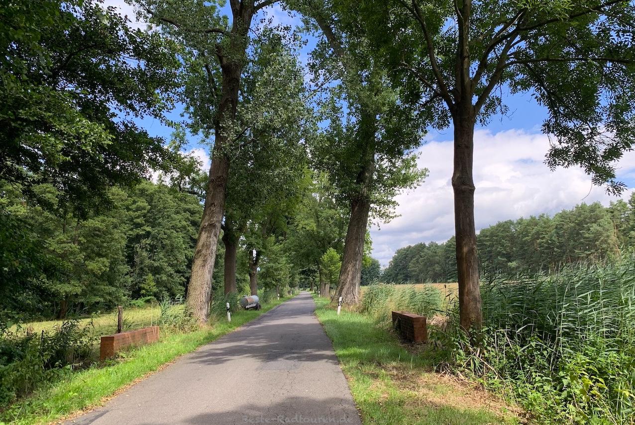 Foto vom Radweg am Schaplowsee aus: Sielmann Naturlandschaft Groß Schauener Seen, Wochowseer Weg, Pflanzen