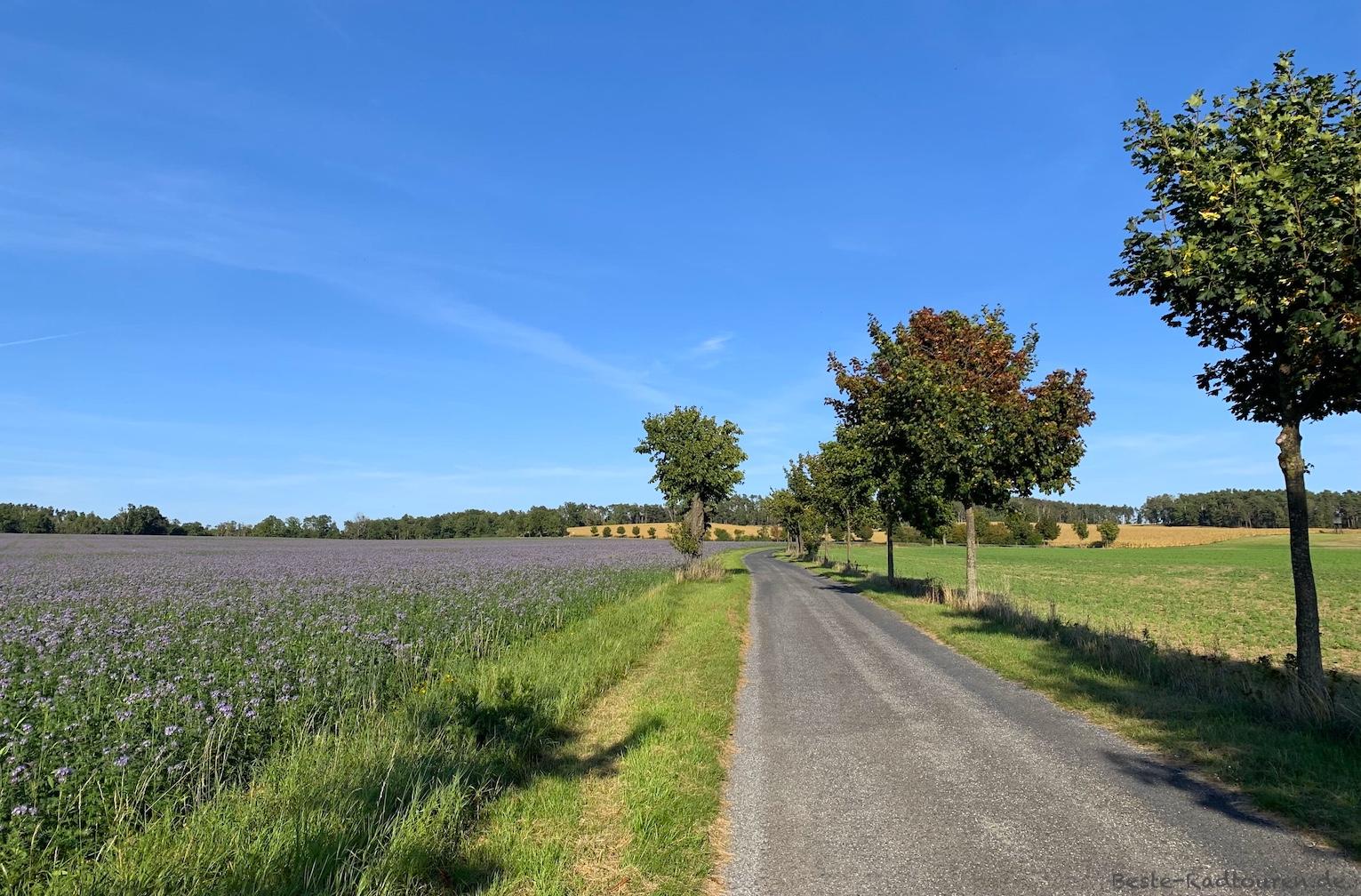 Foto vom Westen her: Radweg zwischen Blochwitz und Großkmehlen