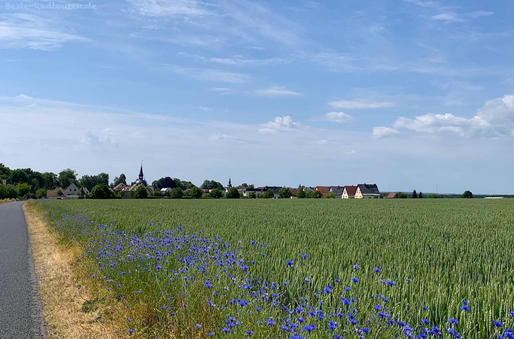 Foto vom Rundweg Großenhainer Pflege aus: Radweg zwischen Schönfeld und Schönborn, Sachsen