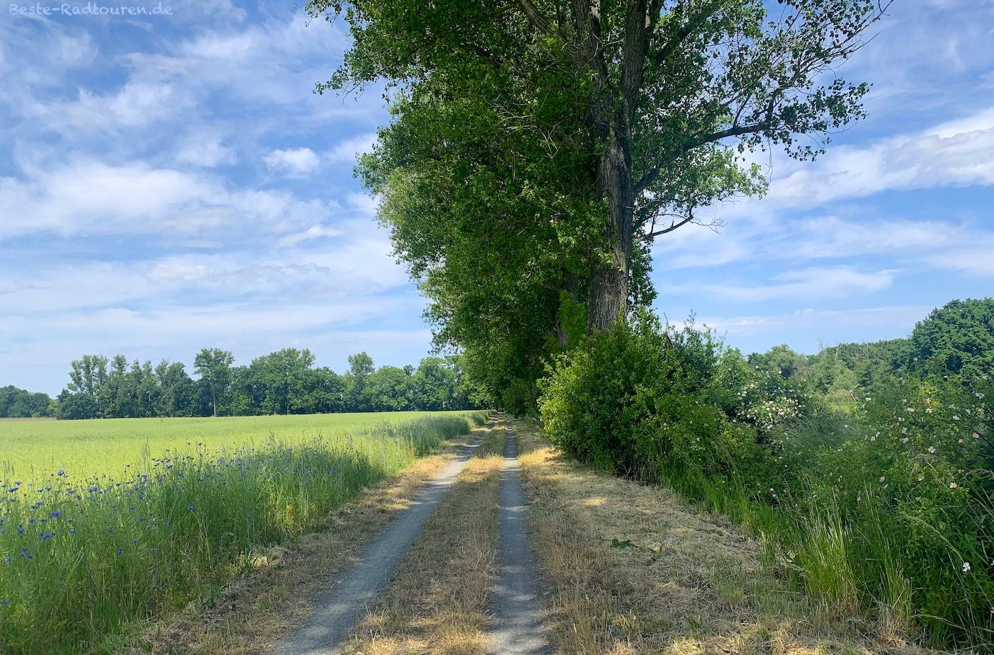 Foto vom Röderradweg aus: Radweg bei Kalkreuth (Ebersbach, LK Meißen)
