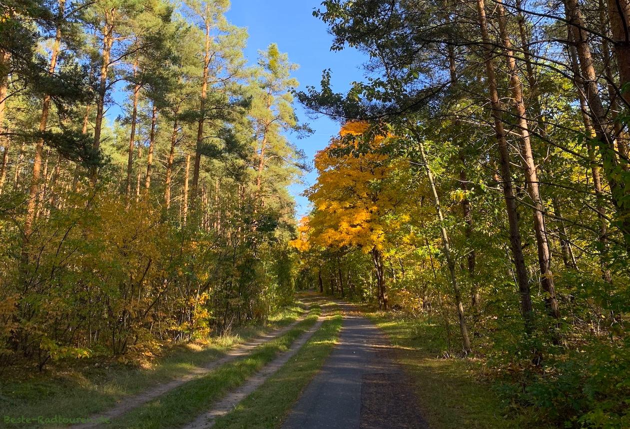 Foto vom Havelland-Radweg aus: Fahrradstraße von Wansdorf nach Pausin durch den Wald