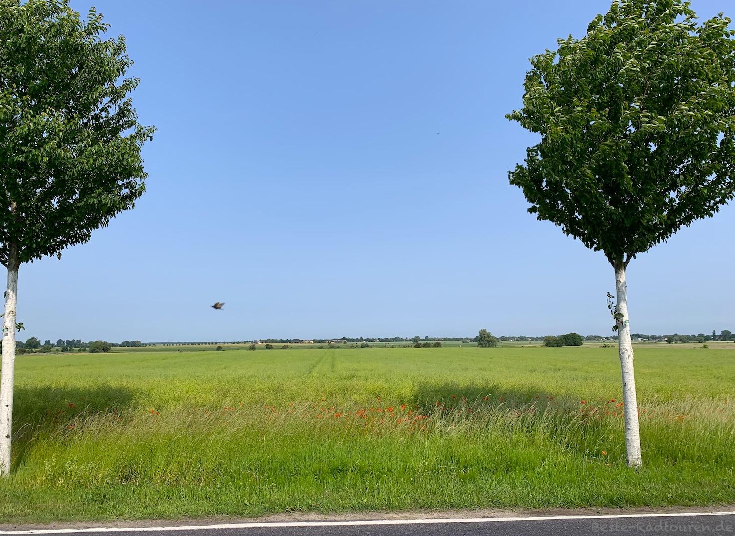 Foto vom Radweg aus: Landschaft zwischen Möthlow und Retzow