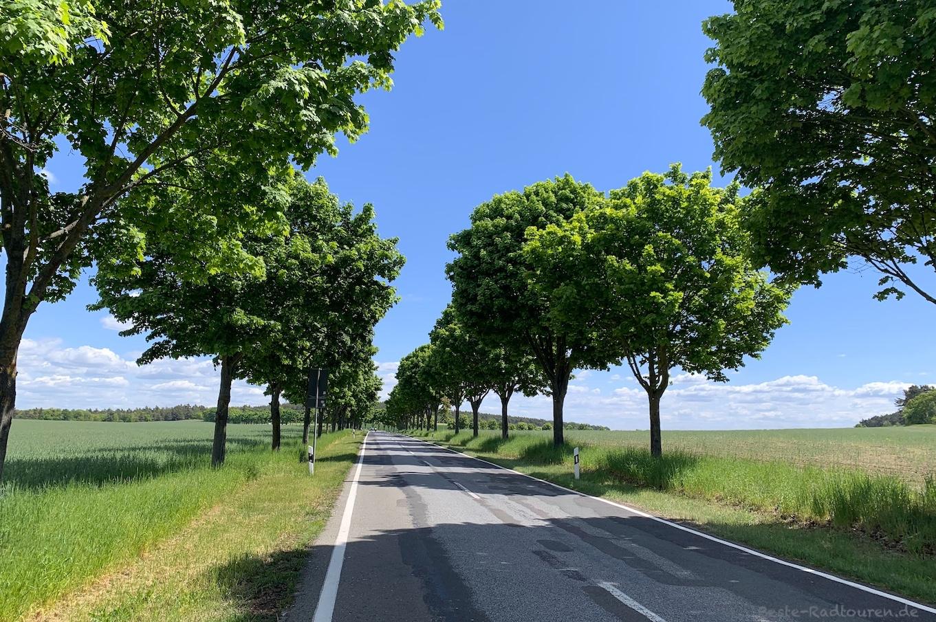 Foto vom Storchen-Radweg aus: Weg zwischen Bollmannsruh und Gortz