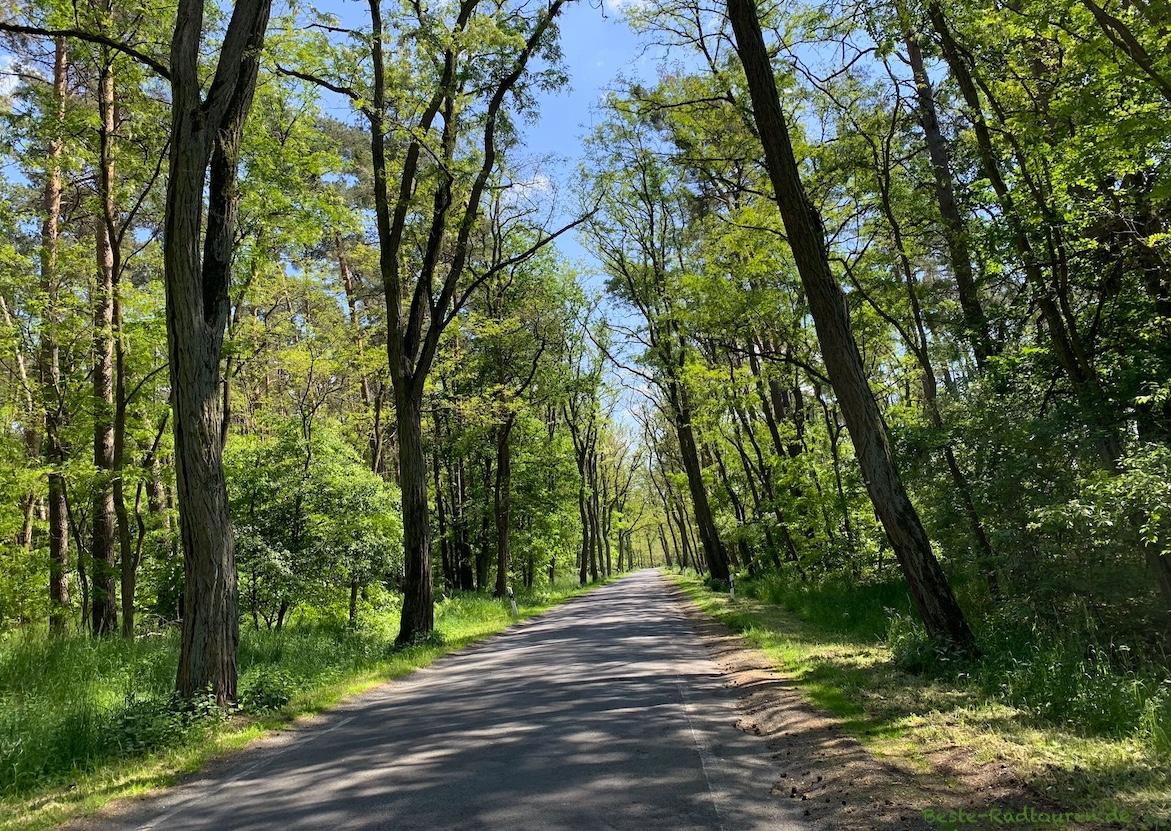 Foto vom Radweg aus: Landstraße zwischen Gortz und Barnewitz