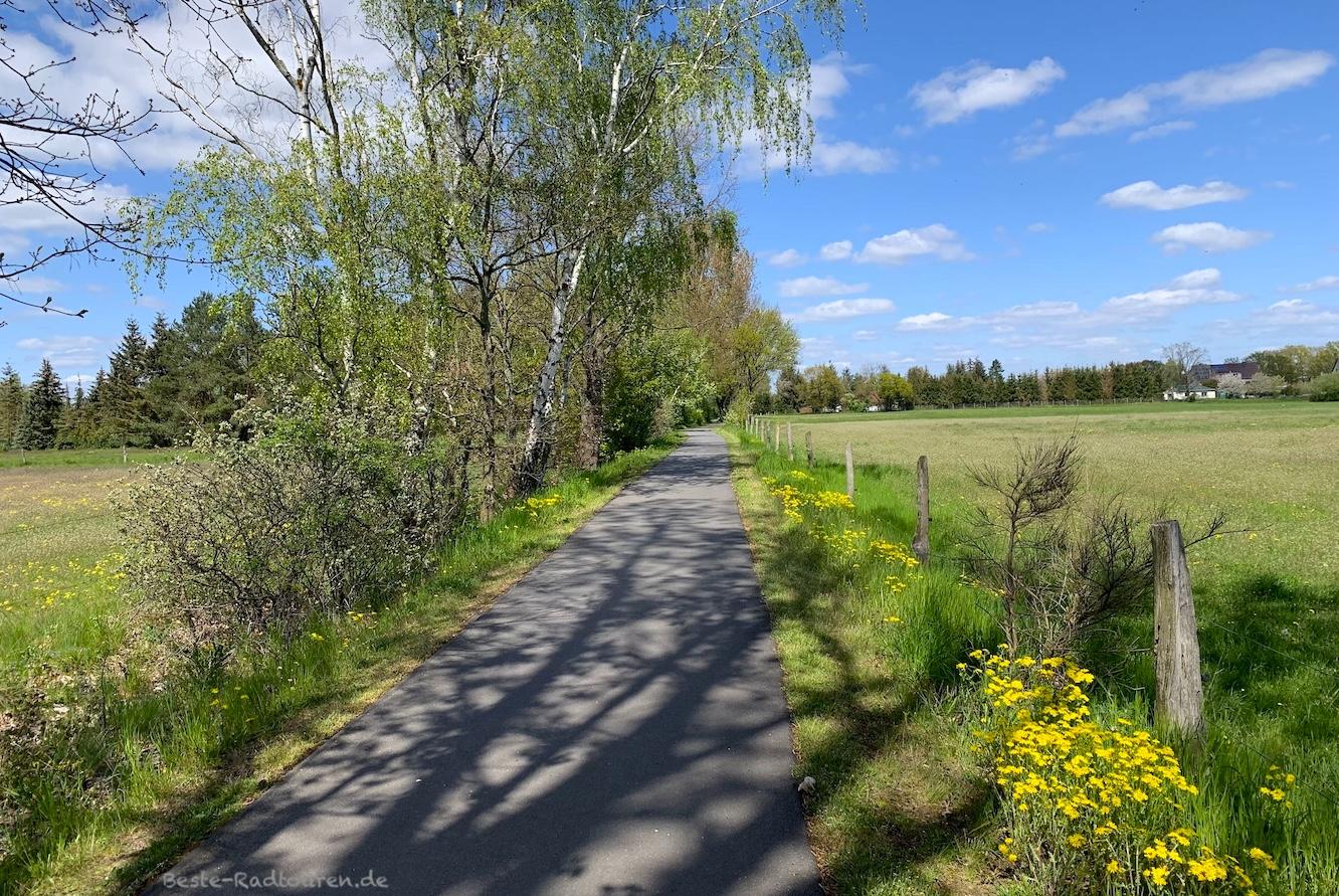 Foto vom Storchen-Radweg aus: Ehemalige Bahntrasse bei Brielow