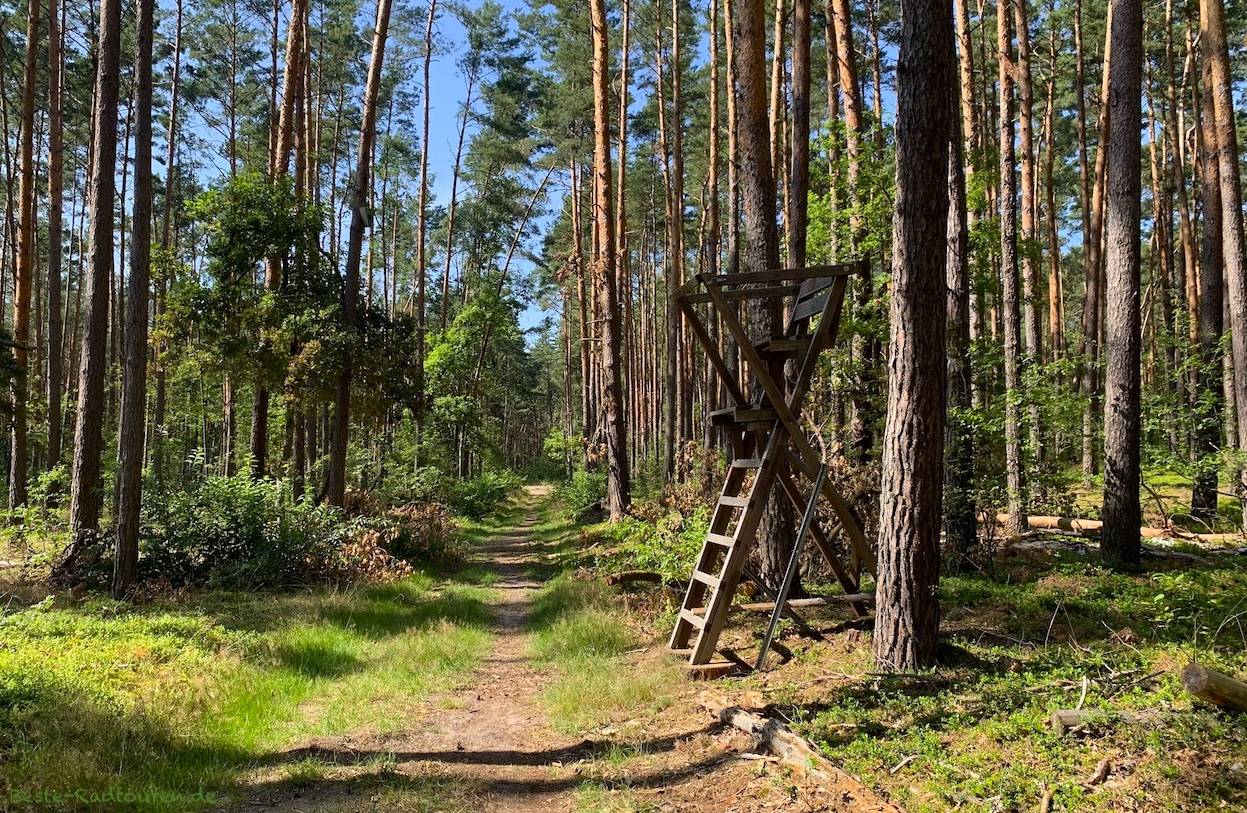 Foto vom Osten her: Wanderweg / Waldweg zwischen den Oder-Havel-Kanal (bei Oranienburg) und Fichtengrund
