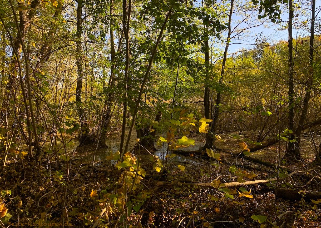 Foto vom Wanderweg / Fußweg her: Fließwiese Ruhleben, Tümpel oder Sumpf