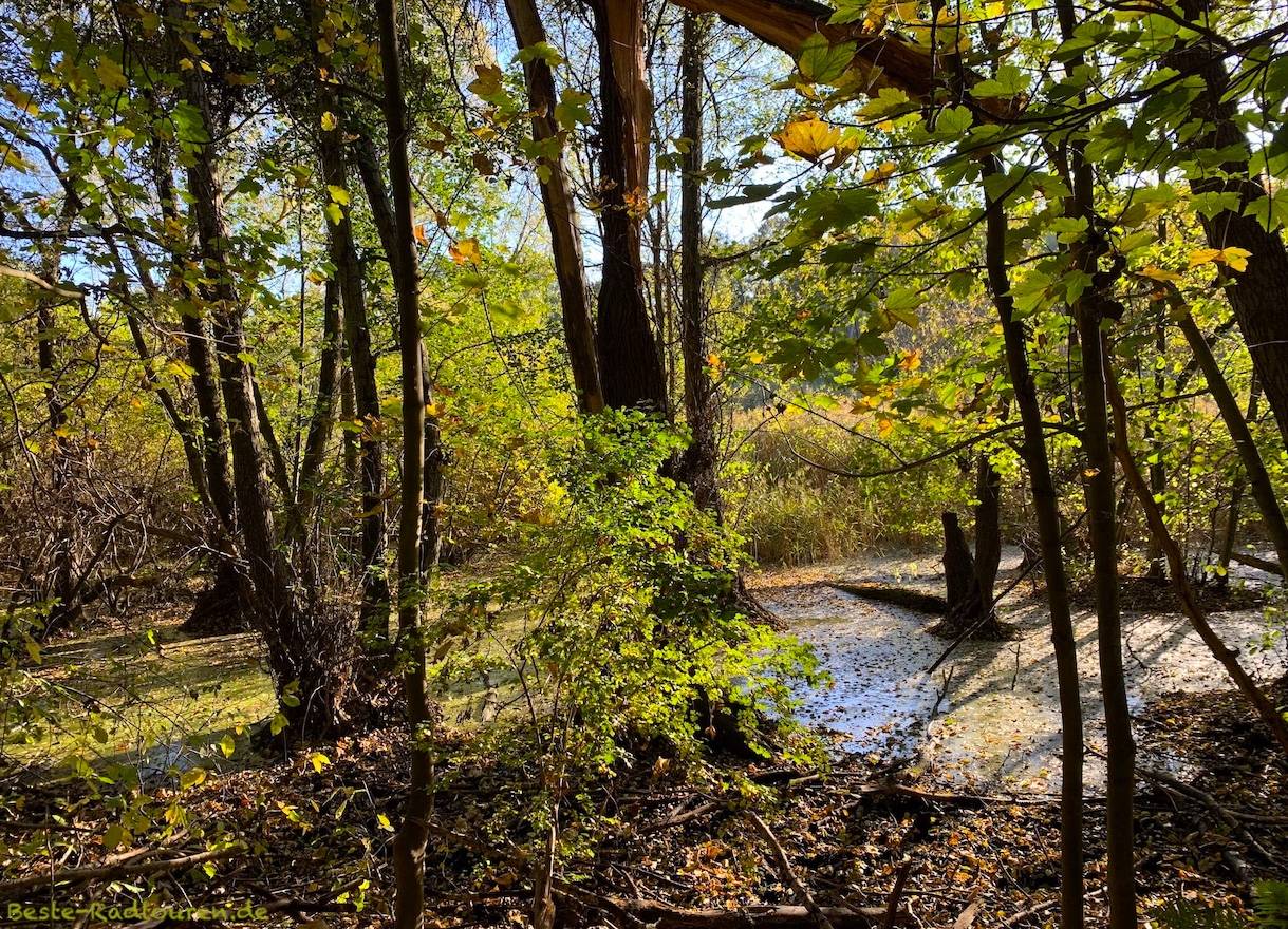 Foto vom Wanderweg / Fußweg her: Fließwiese Ruhleben, Tümpel oder Teich