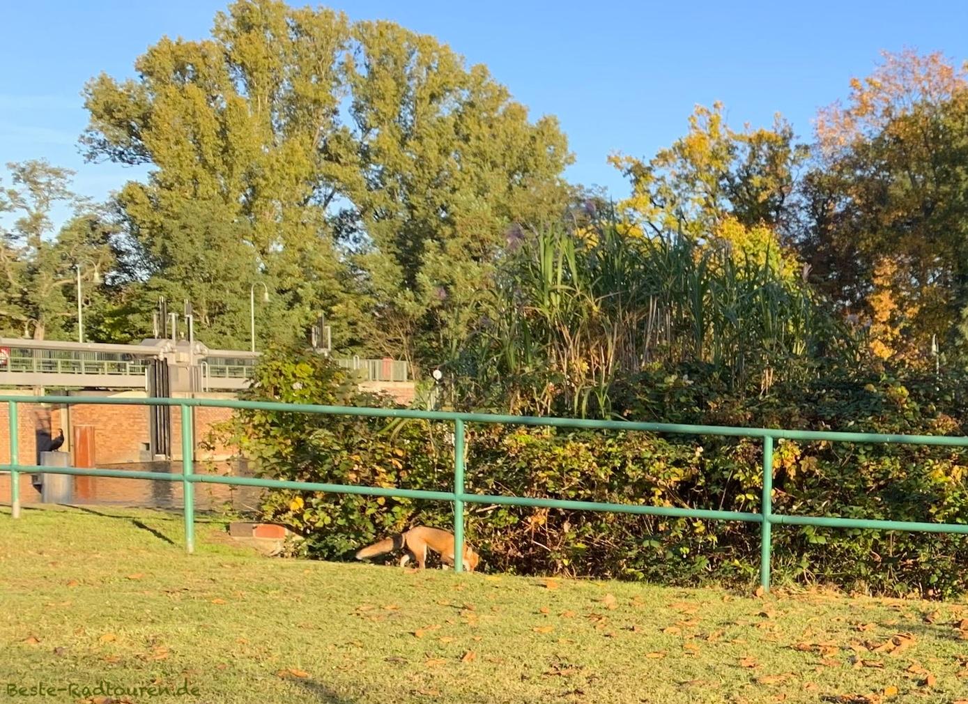 Foto vom Knüppeldamm in Berlin aus: Fuchs nahe der KGA Schleusenland und der Spree