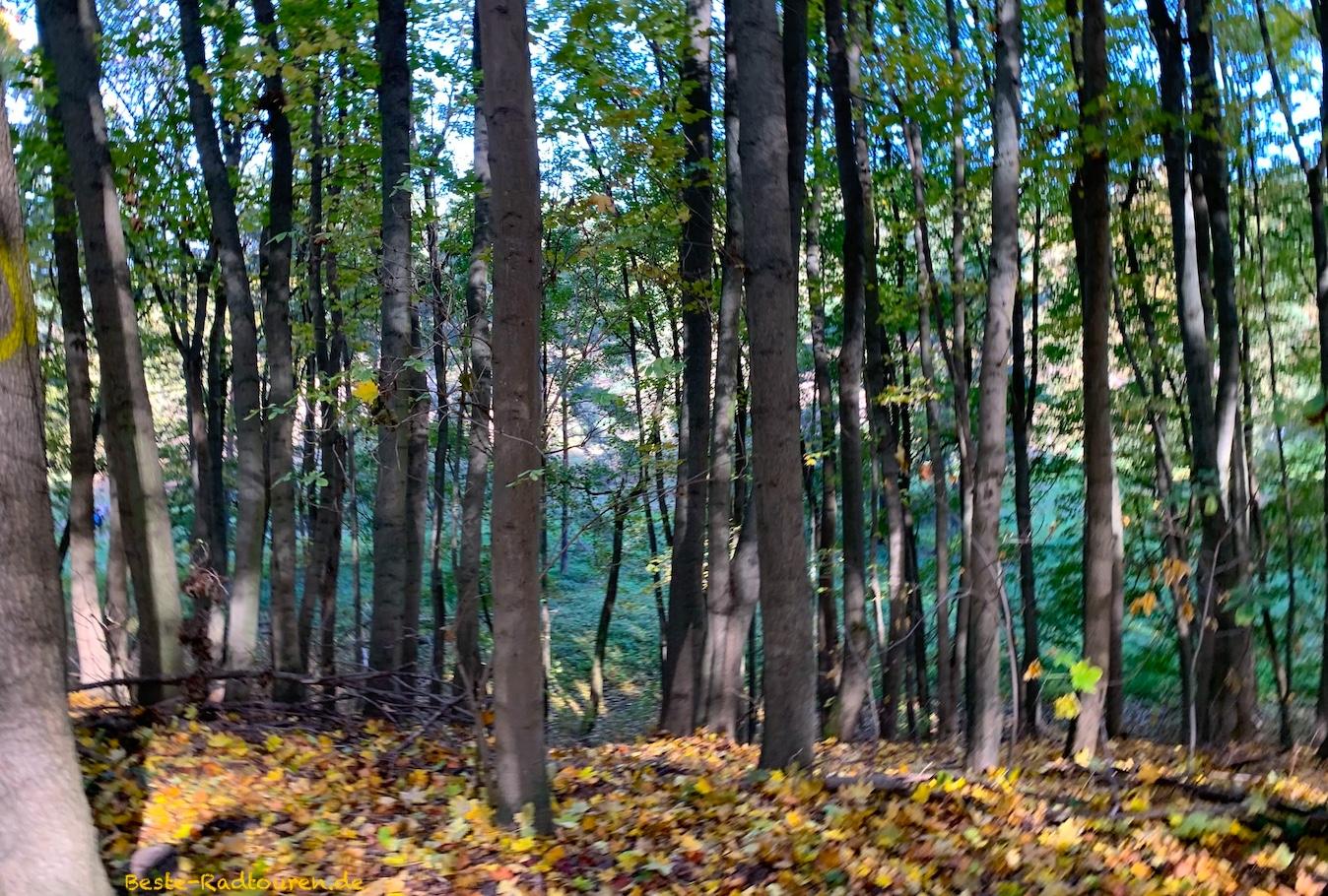 Foto vom Höhenweg über der Murellenschlucht her: Talweg