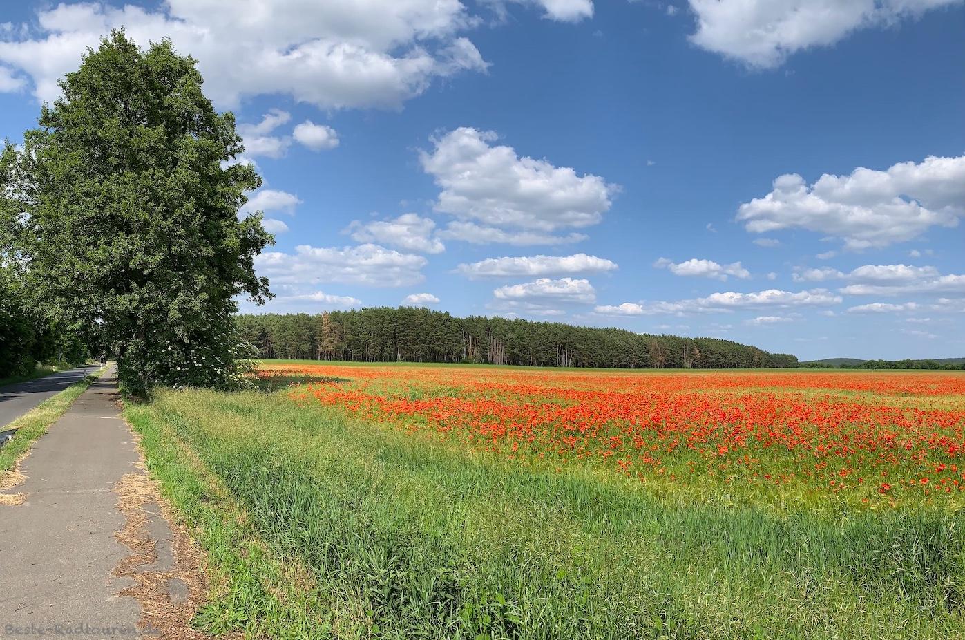 Foto vom Radweg aus: Mohnfeld, roter Klatschmohn zwischen Hennickendorf und Ahrensdorf