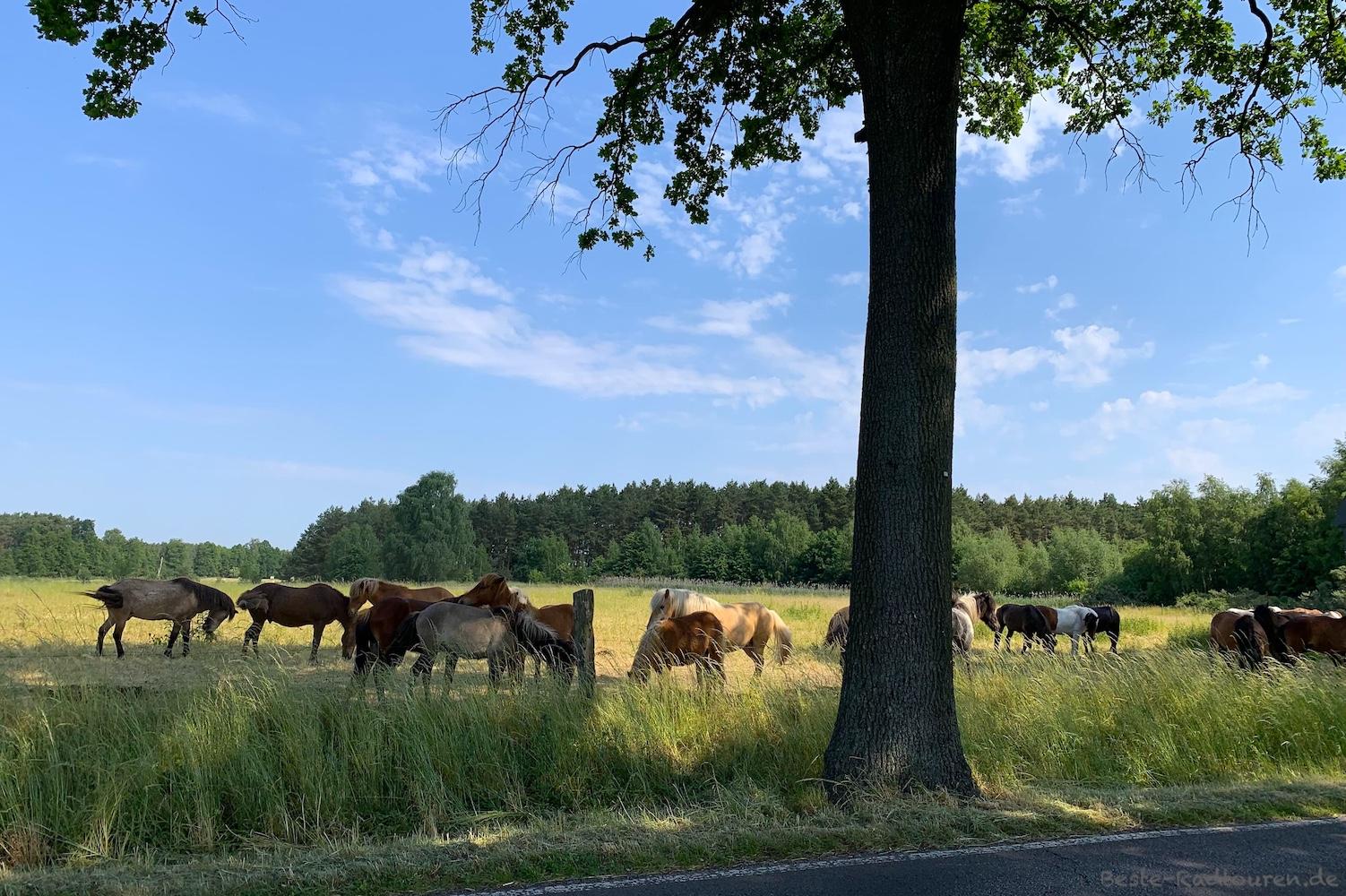 Foto vom Radweg aus: Pferdekoppel zwischen Dobbrikow und Hennickendorf