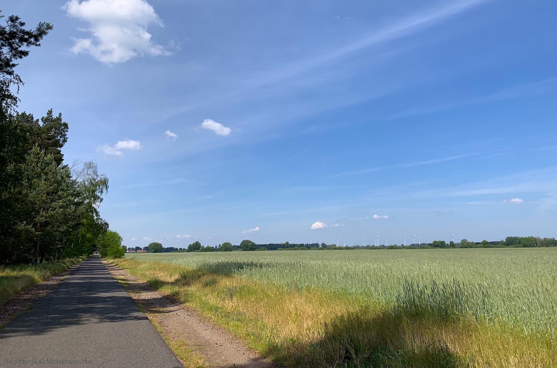 Foto vom Radweg aus: Landschaft zwischen Brachwitz und Buchholz