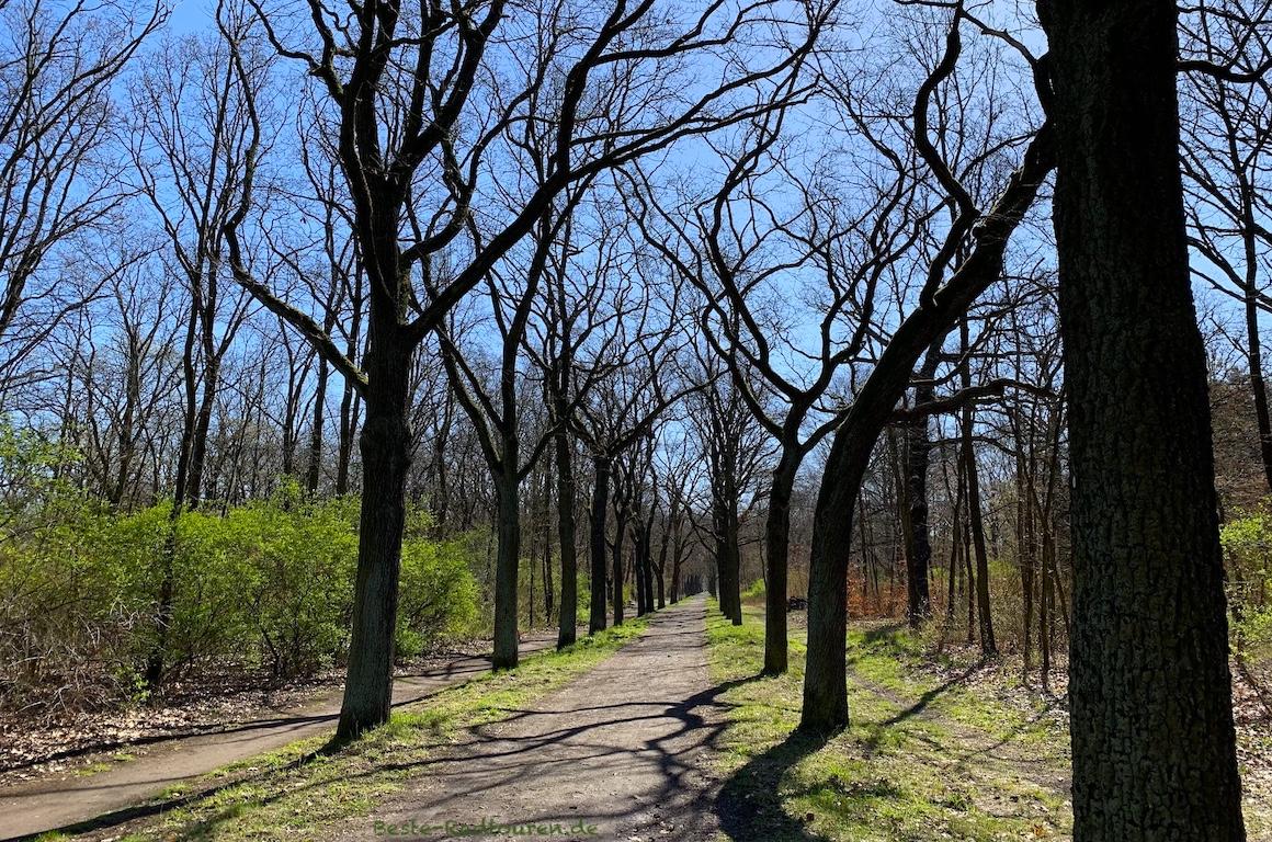 Foto vom Radweg / Wanderweg aus: Volkspark Wuhlheide (Berlin), Hauptweg