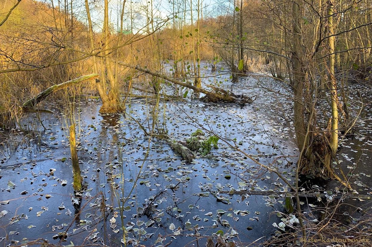 Foto von der Brücke aus: Fließwiese Ruhleben, Fließwiesengraben