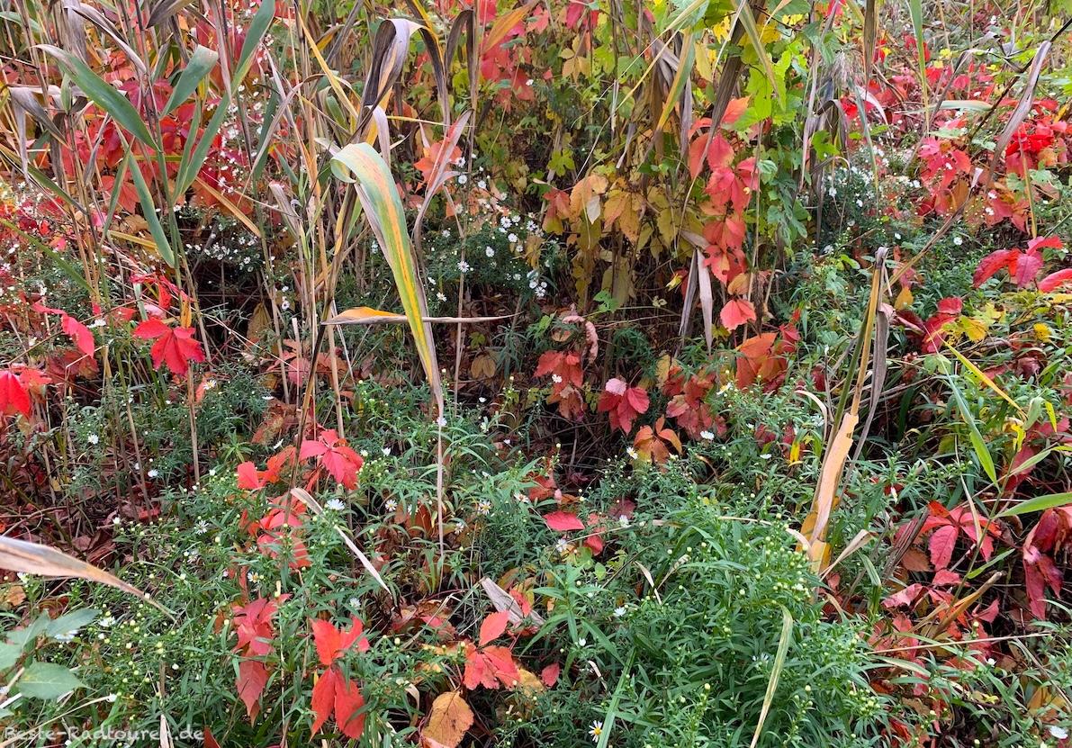 Foto vom Uferweg aus: Flora am Britzer Verbindungskanal / Zweigkanal, Baumschulenweg (Treptow)