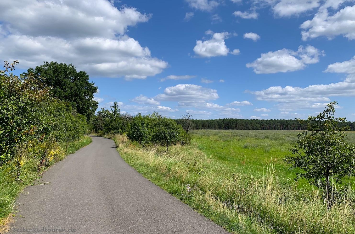 Foto vom Radweg aus: Neue Fahrradstraße von Mochow nach Waldow (Sacrow-Waldow, Spreewaldheide)