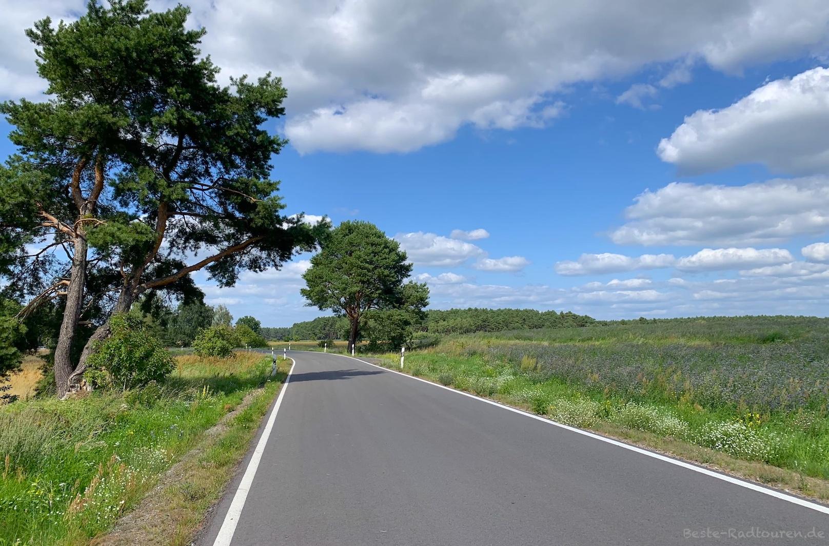 Foto vom Radweg aus: Landstraße von Laasow (Spreewaldheide) nach Waldow