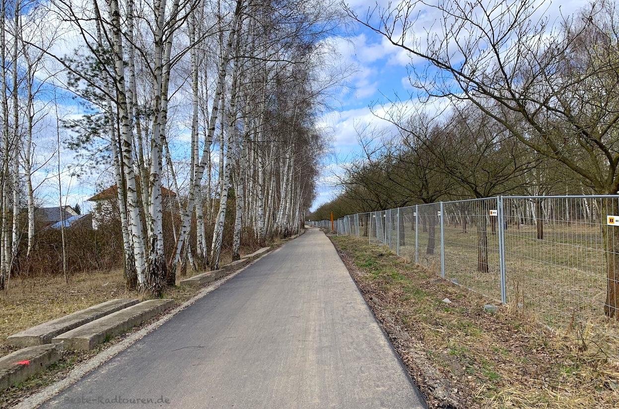 Foto vom Mauerweg-Radweg aus: TV-Asahi-Kirschblütenweg Teltow bei Berlin