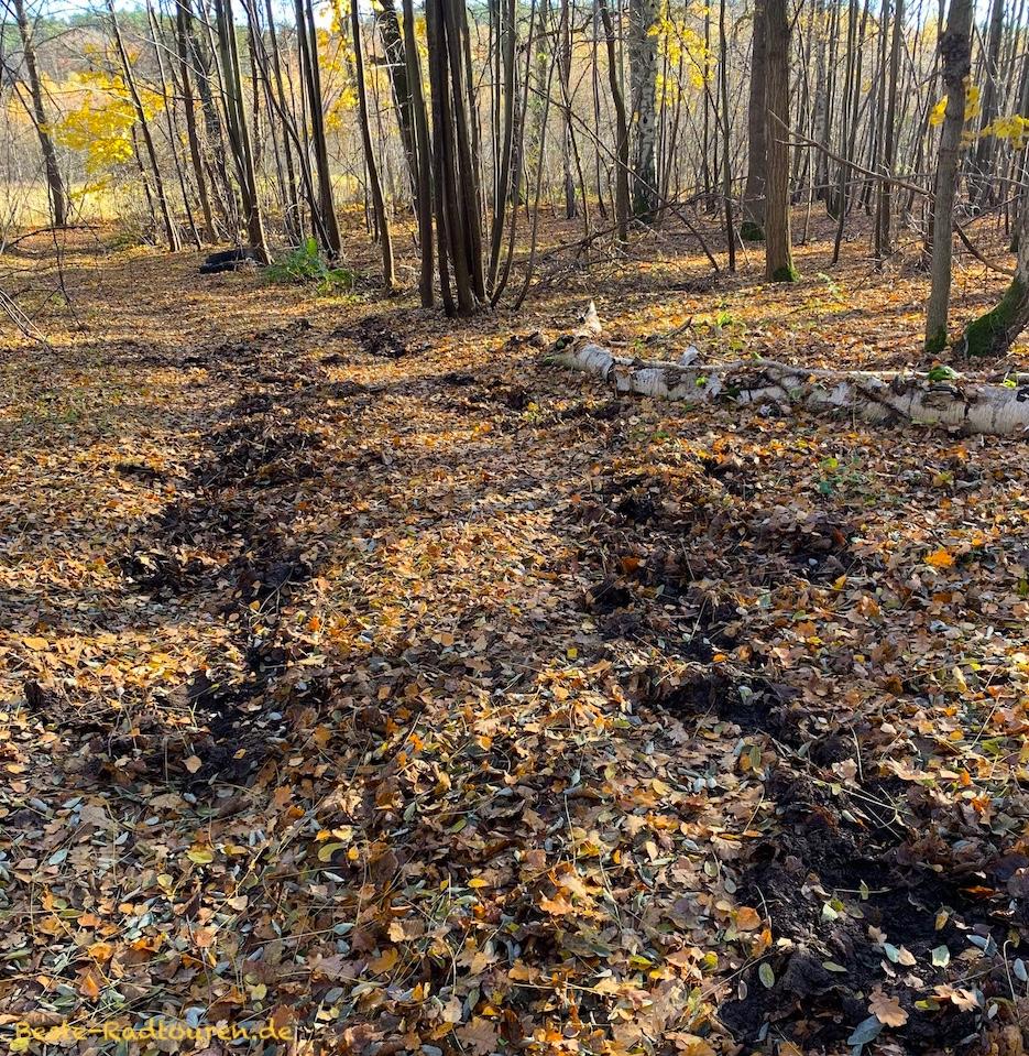 Kein Radweg: Shit Waldweg südlich Siedlec bei Zelz