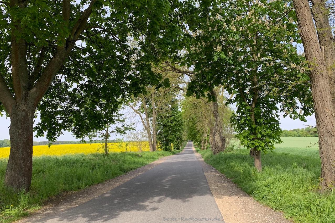 Foto vom Radweg aus: Brandenburgischer Klosterweg zwischen Baumgarten und Meseberg