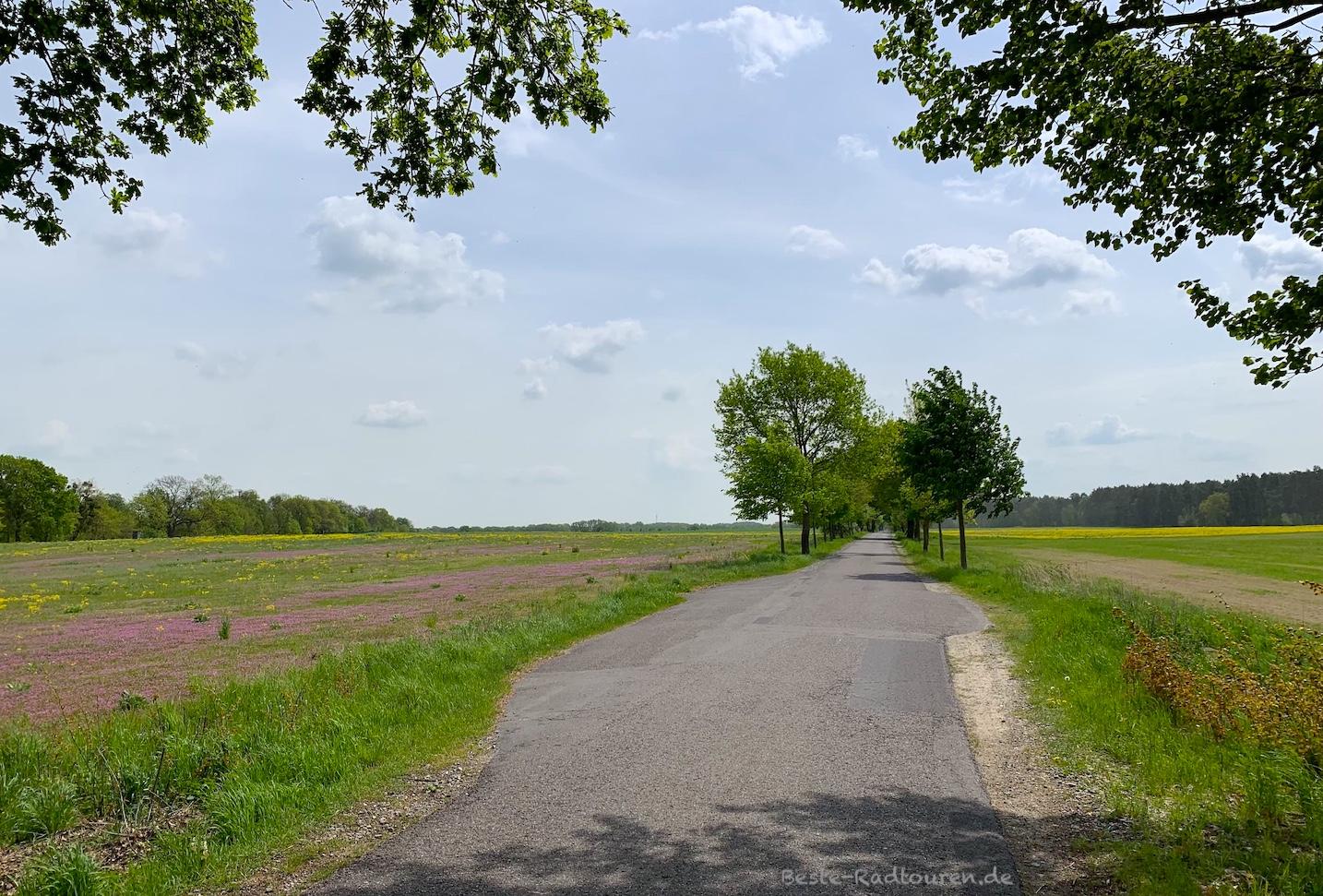 Foto vom Löwenberger-Land-Radweg aus: Radwanderweg zwischen Glambeck und Seebeck