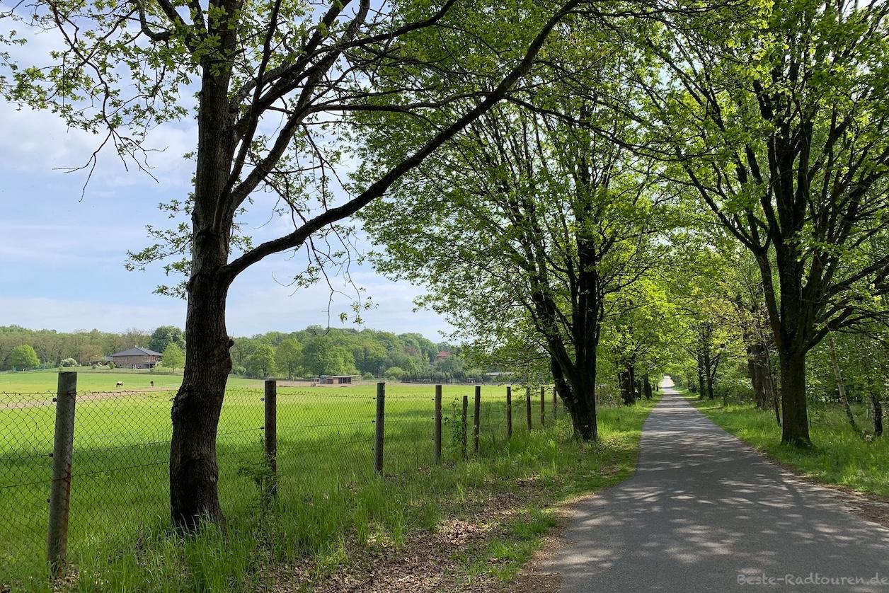 Foto vom Theodor-Fontane-Radweg aus: Radwanderweg bzw kleine Landstraße zwischen Meseberg und Gransee
