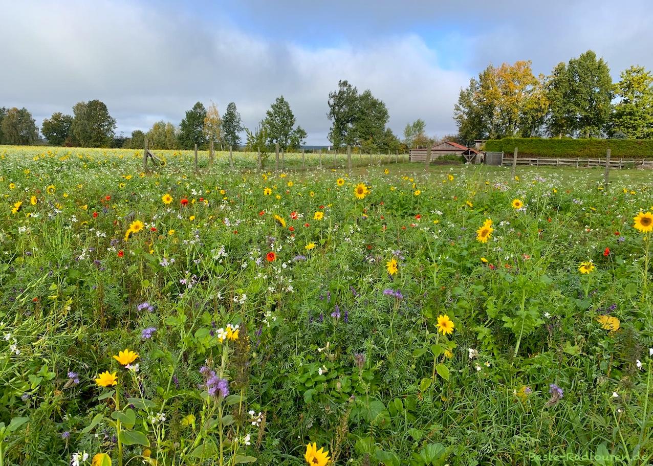 Foto vom Radweg aus: Wiese bei Vielitz (Vielitzsee), Ostprignitz-Ruppin